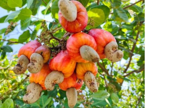 Cashew nuts for sale