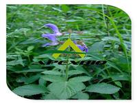 Salvia miltiorrhiza P.E.