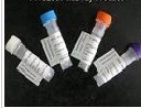 Gentamicin-BSA(9GENT-031)
