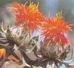 Carthamus Yellow