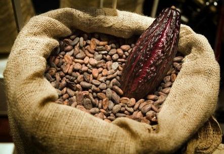 COCOA BEANS (CACAO BEAN)