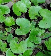   Gotu Kola P.E
