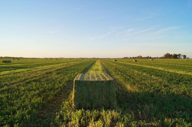 ALFALFA HAY WITH HIGH PROTIEN FOR ANIMAL FEEDING 