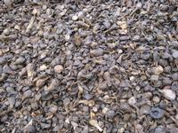 PALM KERNEL SHELL
