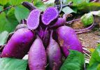 Purple sweet potato