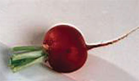 Radish red