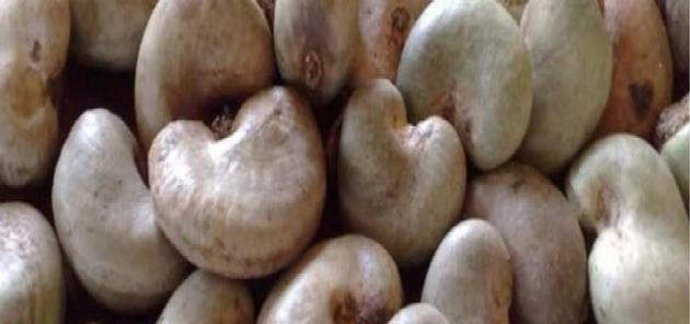 RAW CASHEW NUTS ANACARDIUM OCCIDENTALE L