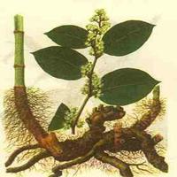 Resveratrol	