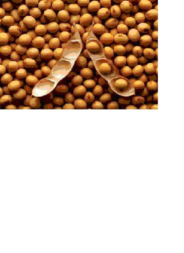 SOYA BEANS