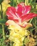 Gardenia  yellow
