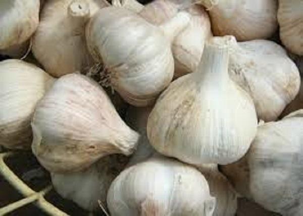 GARLIC (ALLIUM SATIVUM)