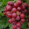 Grape Seed Extract