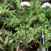 Valerian Extract