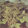 Soybean Isoflavones