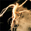 Ginseng Extract
