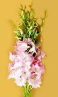 fresh cut orchids flower Juri peach