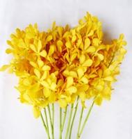 wholesale fresh orchids cut flower: Mokara