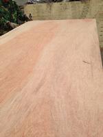 export plywood,film faced plywood in china