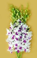 fresh cut orchids flower:Diana