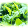 Green Tea Extracts