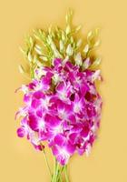export fresh orchids cut flower :dendrobium