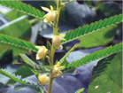 Cassia Nomame Extract