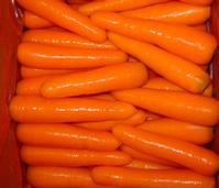 Fresh carrot