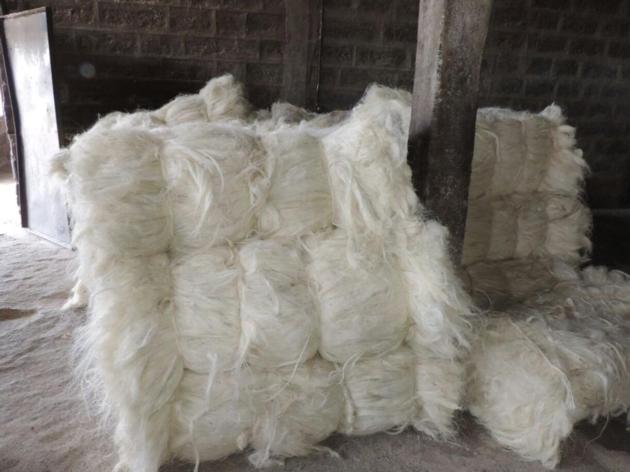 SISAL FIBRE