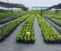 Ground cover