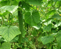 Plant Support Net