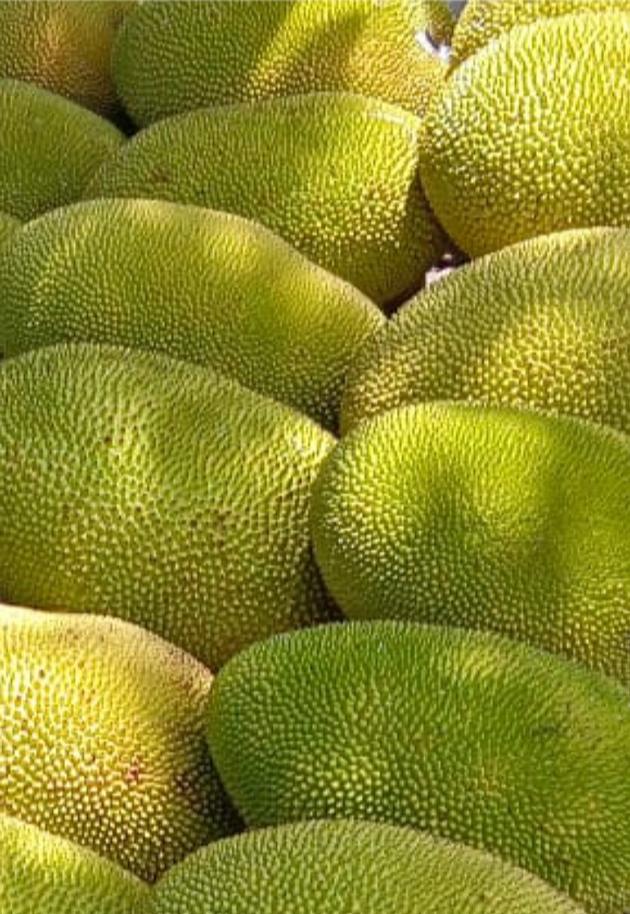 Honey Jackfruit