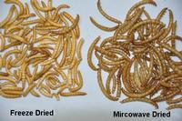 dried mealworm for pet food