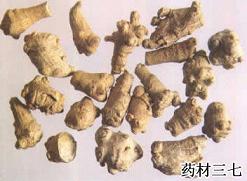 Notoginseng Root