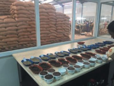 Roasted Coffee Beans