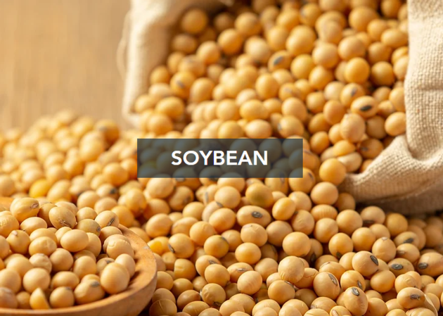 Soybean