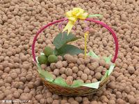 Walnut Oil