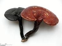 Reishi Mushroom extract