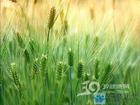 wheat germ oil