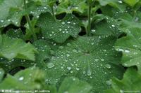 Lotus leaf extract