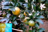 Limonin