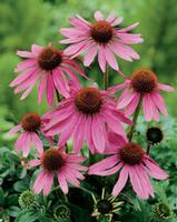 Echinacea Purpurea extract