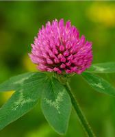 Red Clover extract