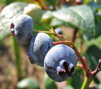 Bilberry extract