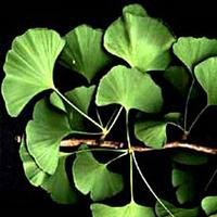 Ginkgo Biloba extract