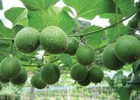 Luo Han Guo Extract