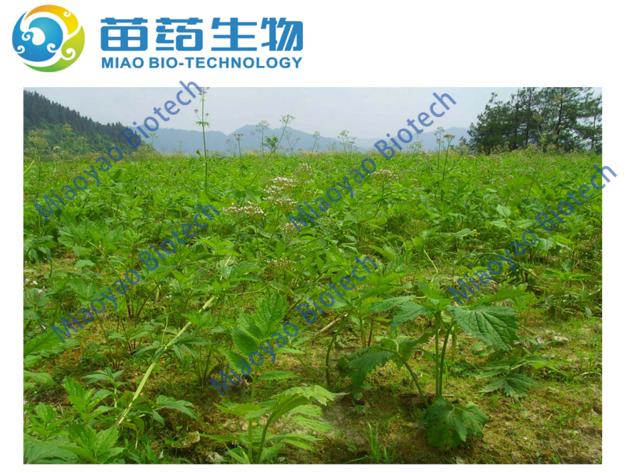 Valerian Extract