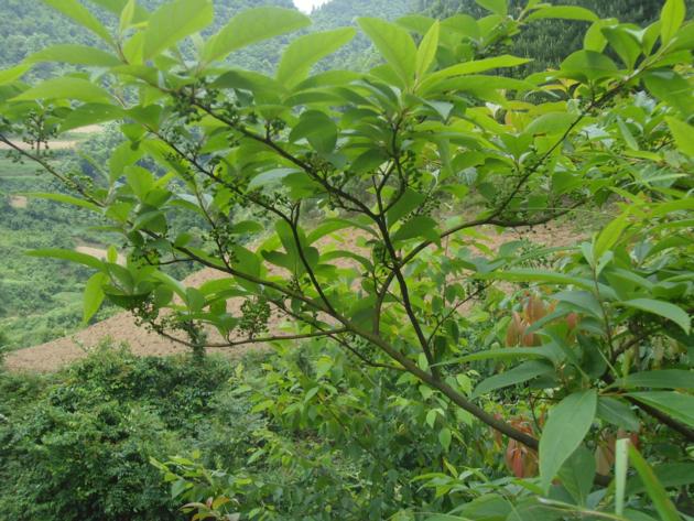 Litsea Cubeba Oil