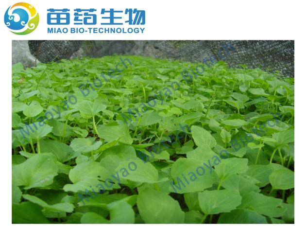 Valerian Extract