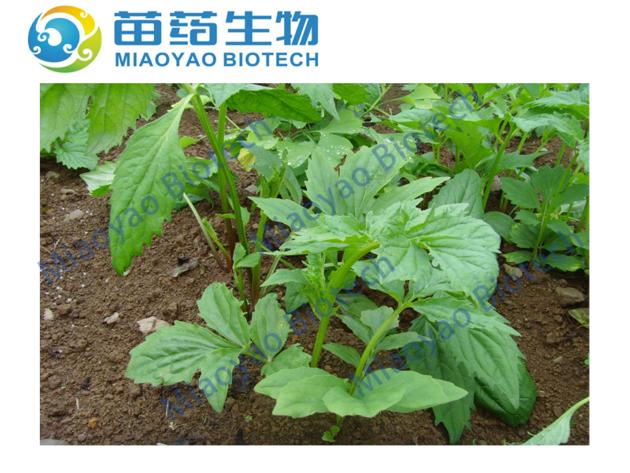 Valerian Oil