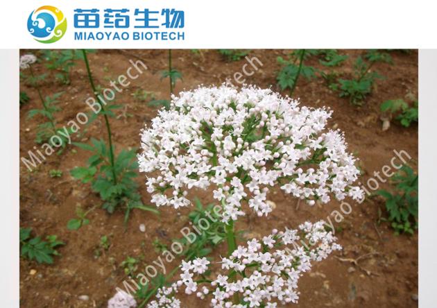Valerian Extract